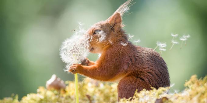 Die lächerlichste Fotos von Tieren - Eichhörnchen mit Löwenzahn