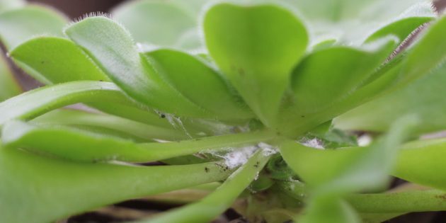 Wie wird man von mealybugs befreien