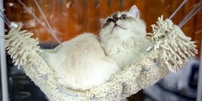 Sibirische Katze: Charakter