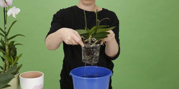 Wie man Wasser Orchid: erhöhen den Pot bekommen von überschüssigem Wasser befreit