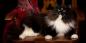 Sibirische Katze: Rassenbeschreibung, Charakter und Pflege