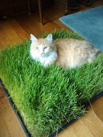 Pad von Gras für die Katze