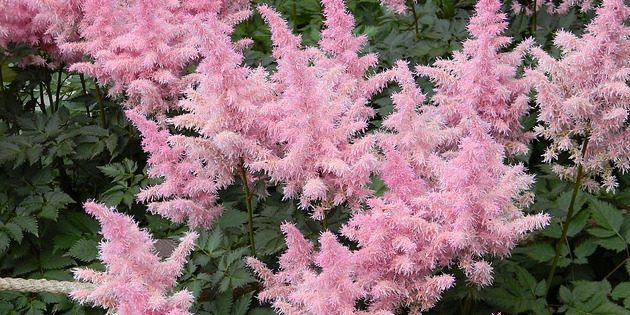 Stauden, blühende den ganzen Sommer: astilba