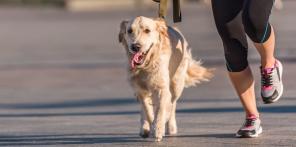 Wollen Sie länger leben? Holen Sie sich einen Hund