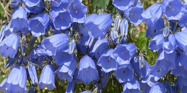 Stauden, blühende den ganzen Sommer: Glockenblume