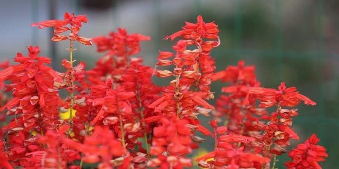 Anspruchslos Blumen für Blumenbeete: Salvia funkelnde