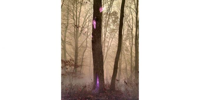 Violette Flamme tree