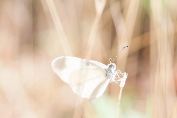 wie schön, einen Schmetterling zu fotografieren