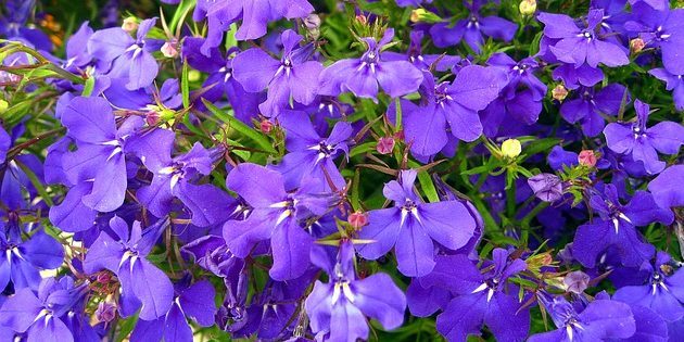 Annuals, die den ganzen Sommer über blühen: Lobelia