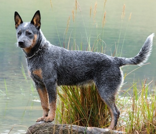 Top 10 klügsten Hunderassen: Australian Cattle Dog