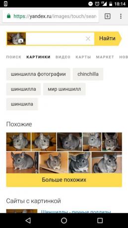 „Yandex“: Bestimmung des Tieres auf dem Bild