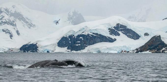 Antarktis: Foto eines Buckelwals