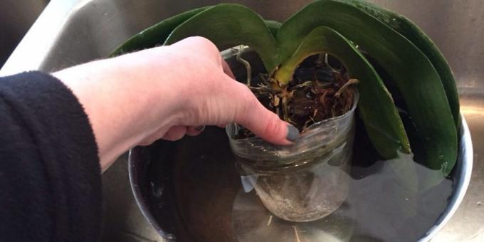 Wie die Orchidee zum Wasser: tauchen, nehmen Sie einen tiefen Schüssel oder einen anderen Behälter