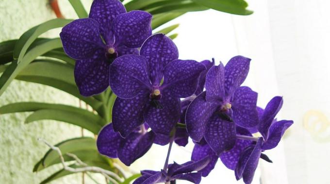 Wie für Orchideen Vanda Pflege