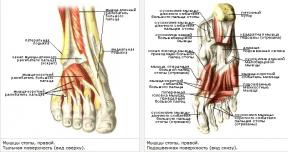 Warum ist es wichtig, die Muskeln des Fußes zu stärken