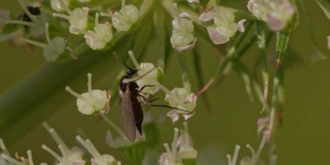 Schwarz Stechmücken in den Raum Farben: Wie loswerden
