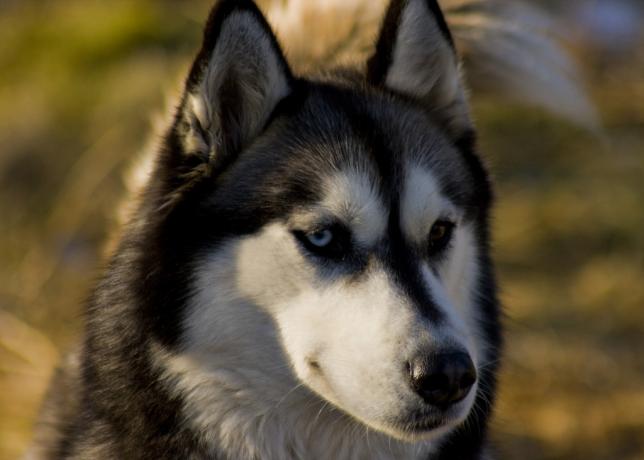 Siberian Husky