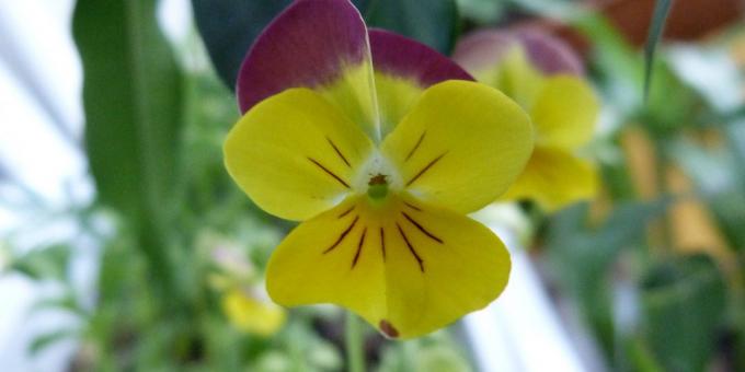 Anspruchslos Blumen für Blumenbeete: Drei-farbige Viola