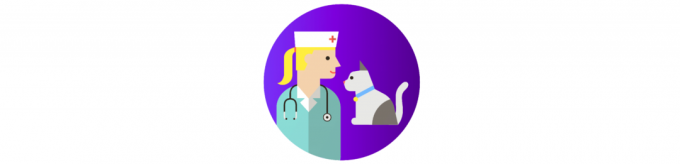 einen Besuch beim Tierarzt: Wie für eine Katze kümmern
