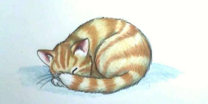 Wie eine Schlaf Katze in einem realistischen Stil zeichnen
