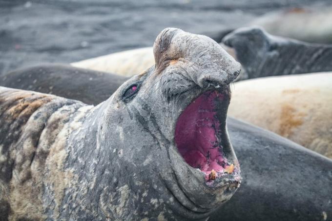 Antarktis: Foto eines erwachsenen Seeelefanten