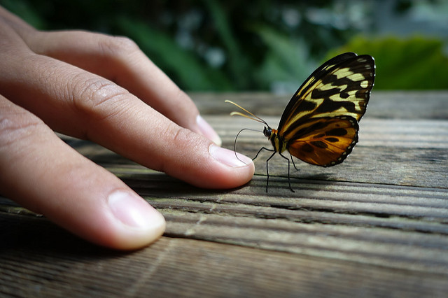 wie ein Bild von einem Schmetterling nehmen
