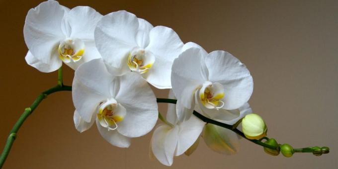 Wie für Orchideen Phalaenopsis Pflege