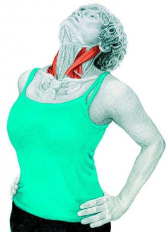 Anatomie des Dehnens: Stretching Hals-Extender