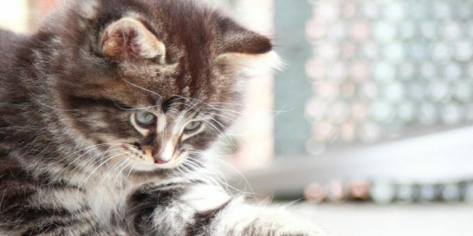 Sibirische Katze: Kätzchen