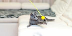 Russische blaue Katze: Beschreibung, Art und Regeln der Pflege