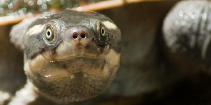 Die Mary River Schildkröte in Australien kann durch den Anus atmen