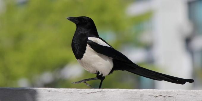 Die klügsten Vögel der Welt: Elstern