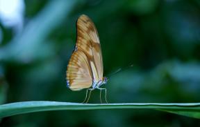 Wie schön, einen Schmetterling zu fotografieren: 8 Tipps