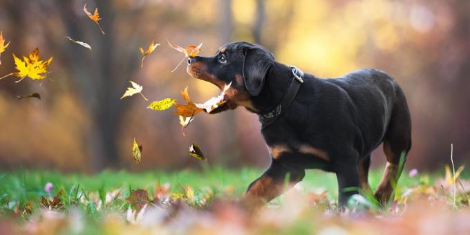 Wie schön Fotos von Hunden zu machen: Man denkt wie ein Hund