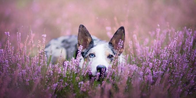 Wie schön Fotos von Hunden zu machen: Modell erfordert Motivation