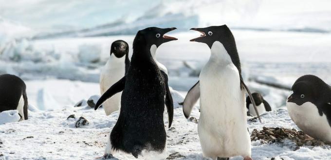 Pinguin-Filme: "Die Pinguine"