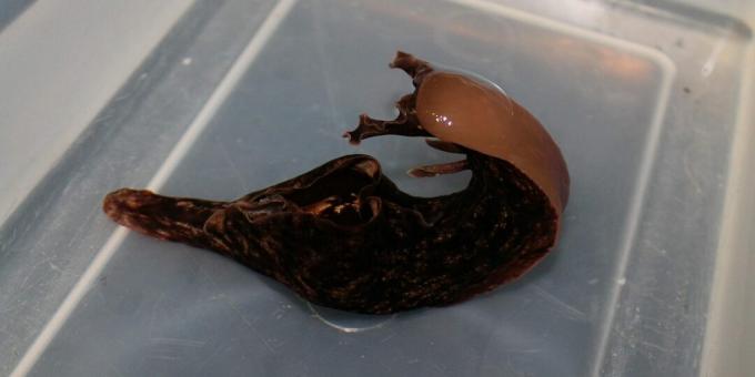 Aplysia - eine Molluske, die auch Bartrobbe genannt wird