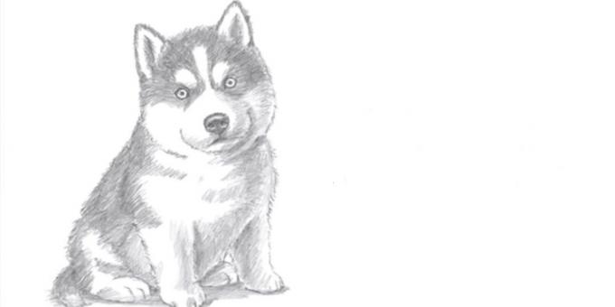Wie ein Hund sitzt in einem realistischen Stil zeichnen
