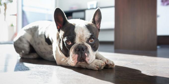 züchten französische Bulldogge