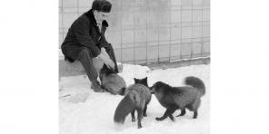 Buch des Tages: „Wie der Fuchs zu zähmen (und zu einem Hund)“ - Experiment des perfekte Haustier zu schaffen