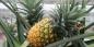 Schritt für Schritt Anleitung: Wie Ananas zu Hause wachsen