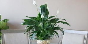 Wie für Spathiphyllum zu Hause betreuen