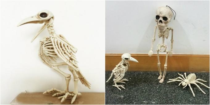 Skelett Krähe